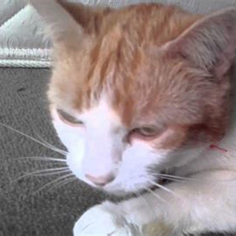 Is my cat breathing weird?