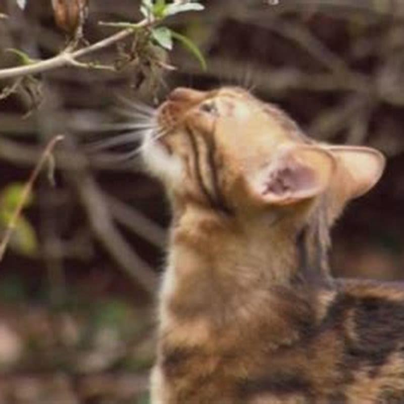Is sex painful for cats?
