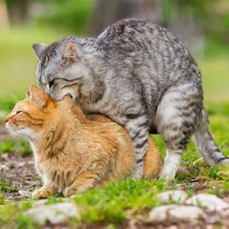 Is there a mating season for cats?