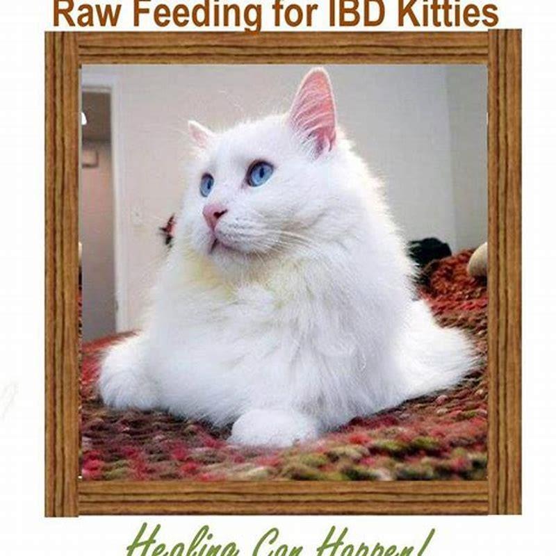 Is there anything I can give my cat for a urinary tract infection?