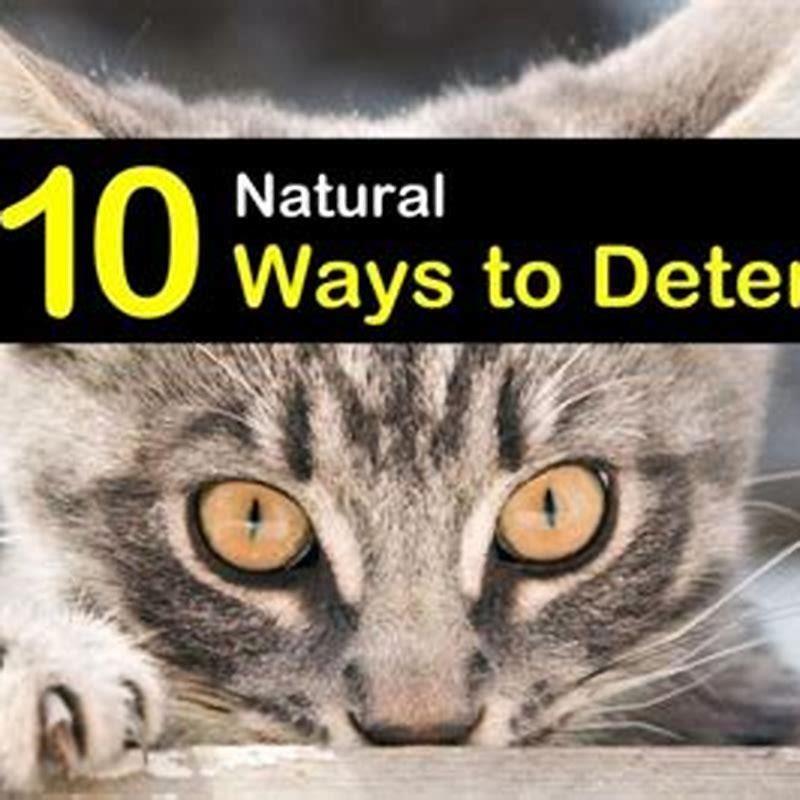 Is there anything you can spray to keep cats away?