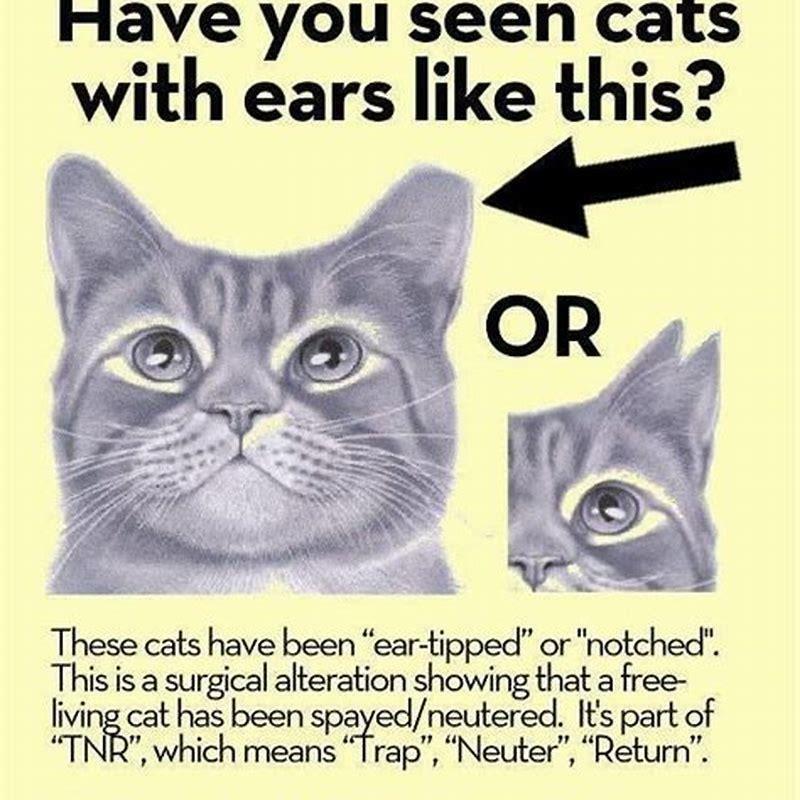 should-you-adopt-an-ear-tipped-cat-diy-seattle