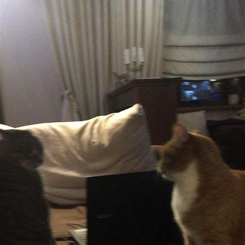 Should you let cats fight it out?