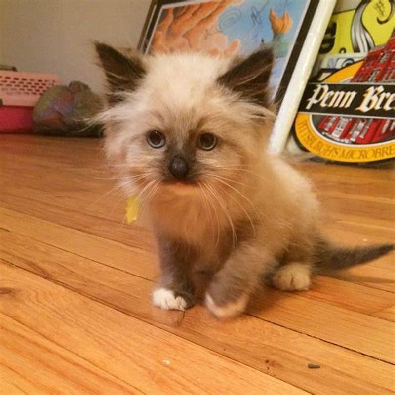 What are Himalayan cats a mix of?