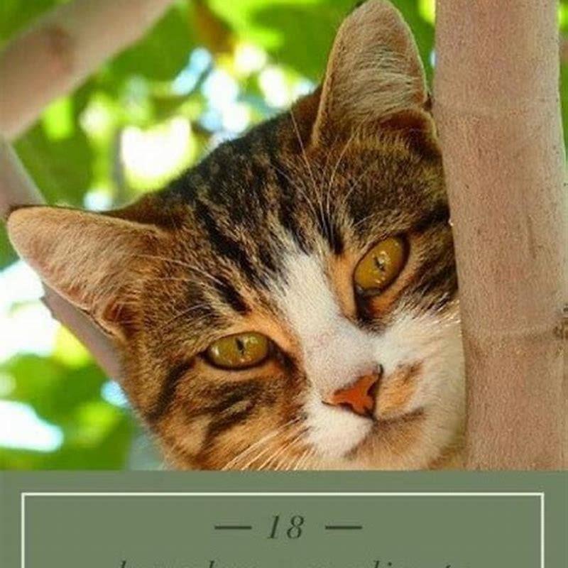 What are some home remedies to get rid of cats?