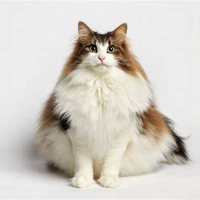 What are the big house cats called?
