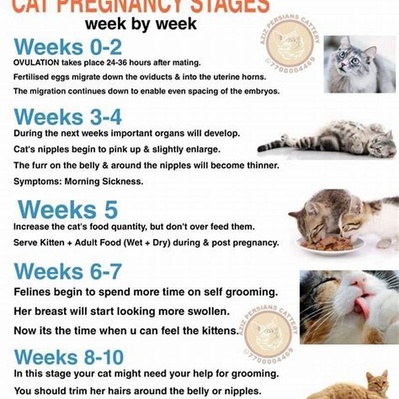 What are the stages of cat labor? - DIY Seattle