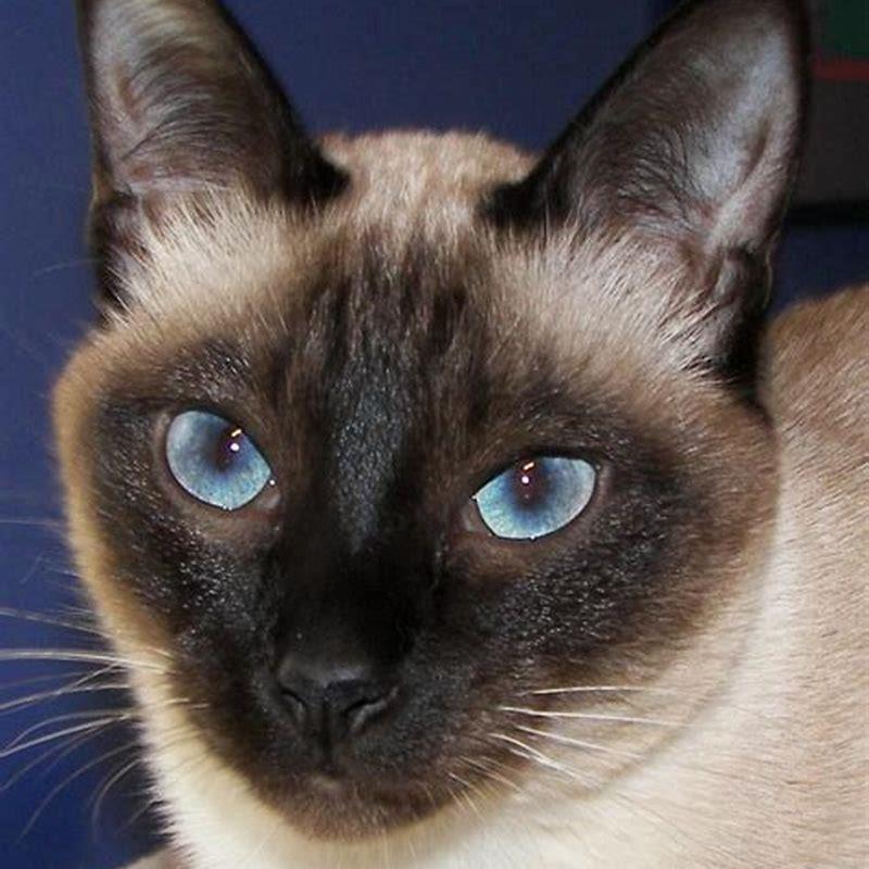 What breeds make a Siamese cat? - DIY Seattle