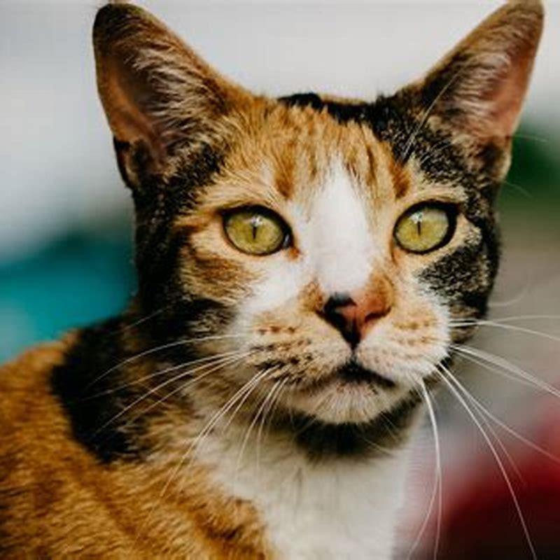 What calico cat is rare?