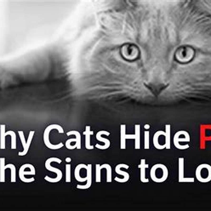 What can be given to cats for pain?