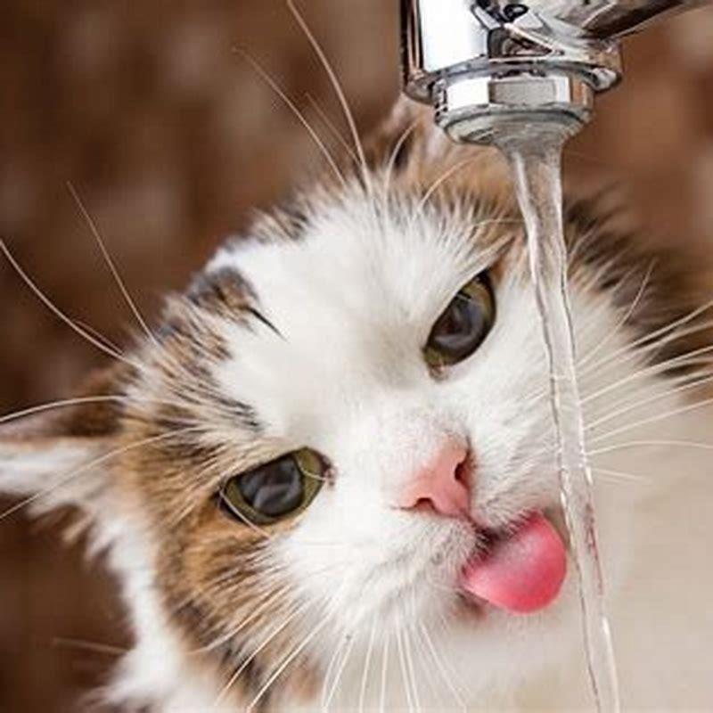 What can cats drink besides water?