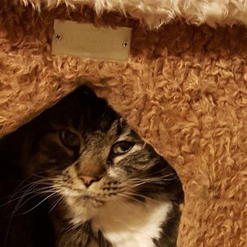 What can cats sense in humans?