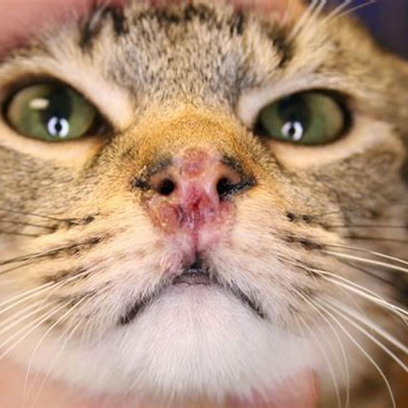 What can cause dermatitis in cats? - DIY Seattle