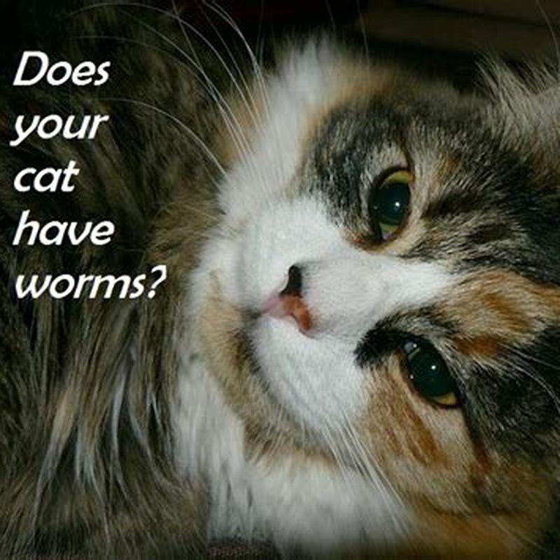 what-can-i-give-my-cat-to-deworm-diy-seattle