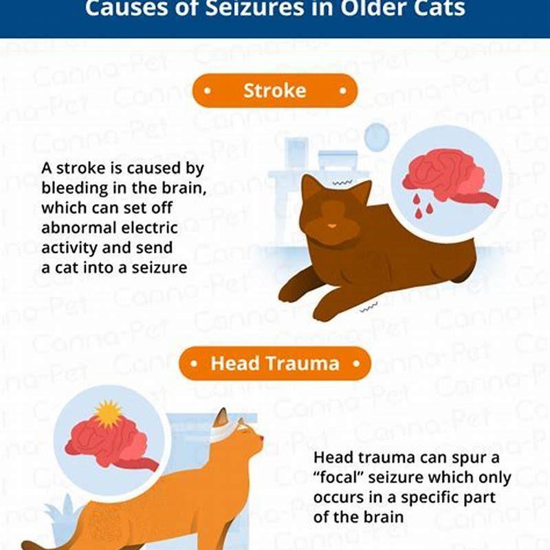 What can you do for a cat that has seizures?