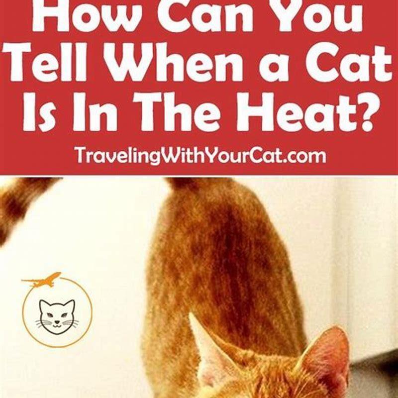 What can you do for a cat thats in heat?