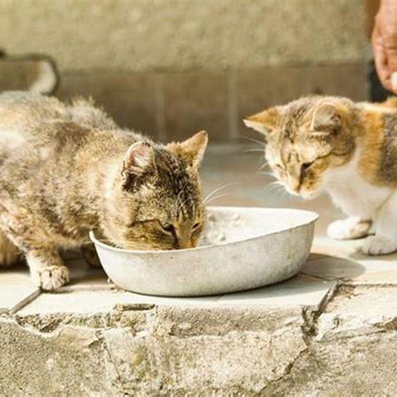 What can you not feed cats?