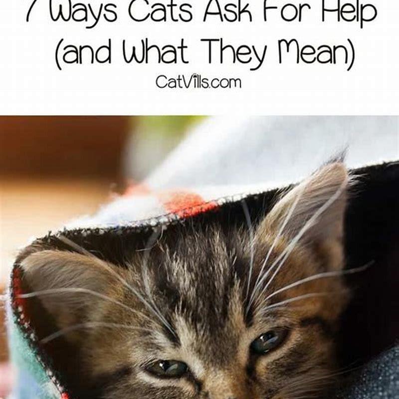 What cats are trying to tell you? - DIY Seattle