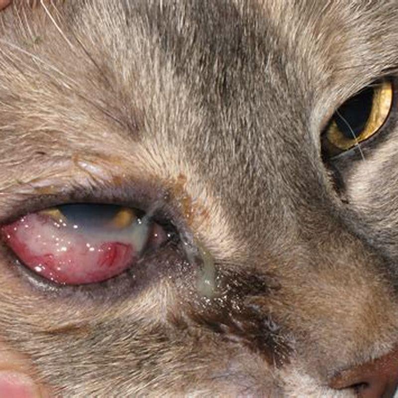 What causes cats to get eye infections?