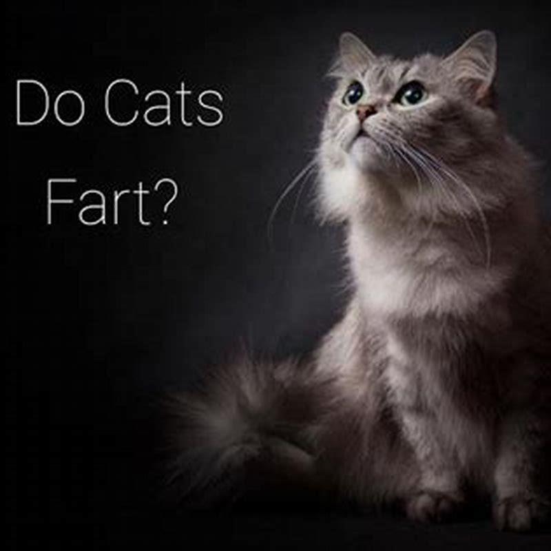 what-causes-gas-build-up-in-cats-diy-seattle