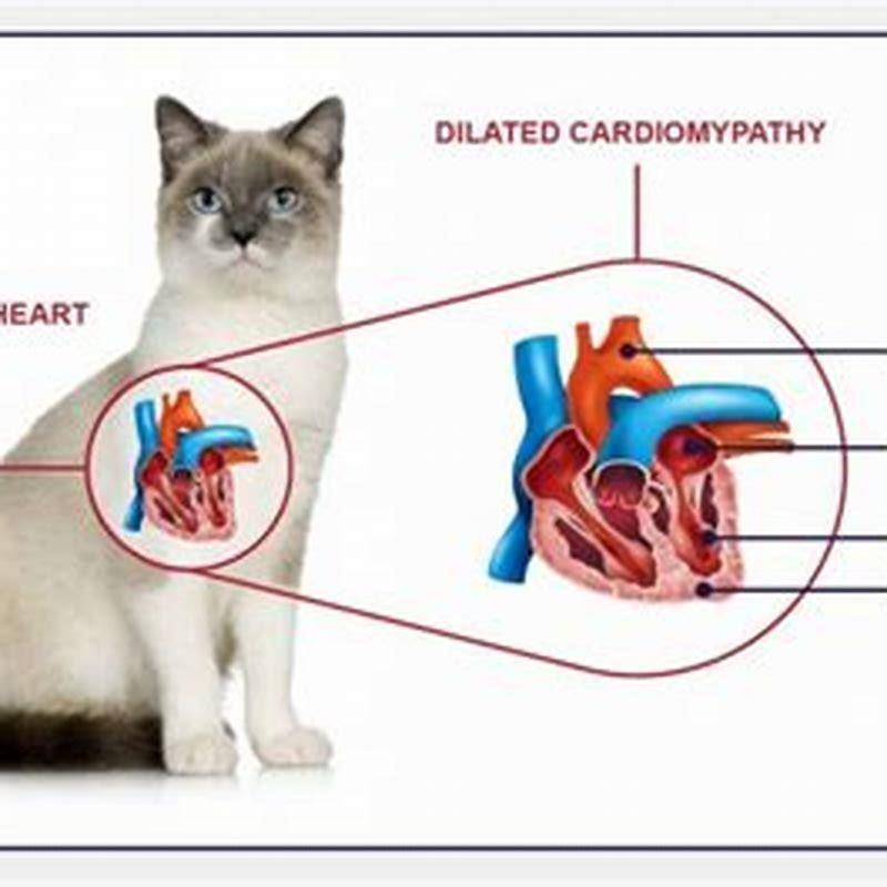 Can Anemia Cause Heart Failure In Cats