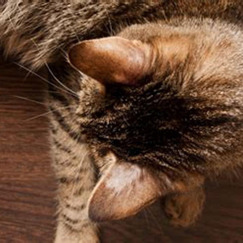 what-causes-ringworm-in-cats-diy-seattle