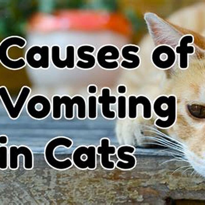 what-causes-sudden-vomiting-in-cats-diy-seattle