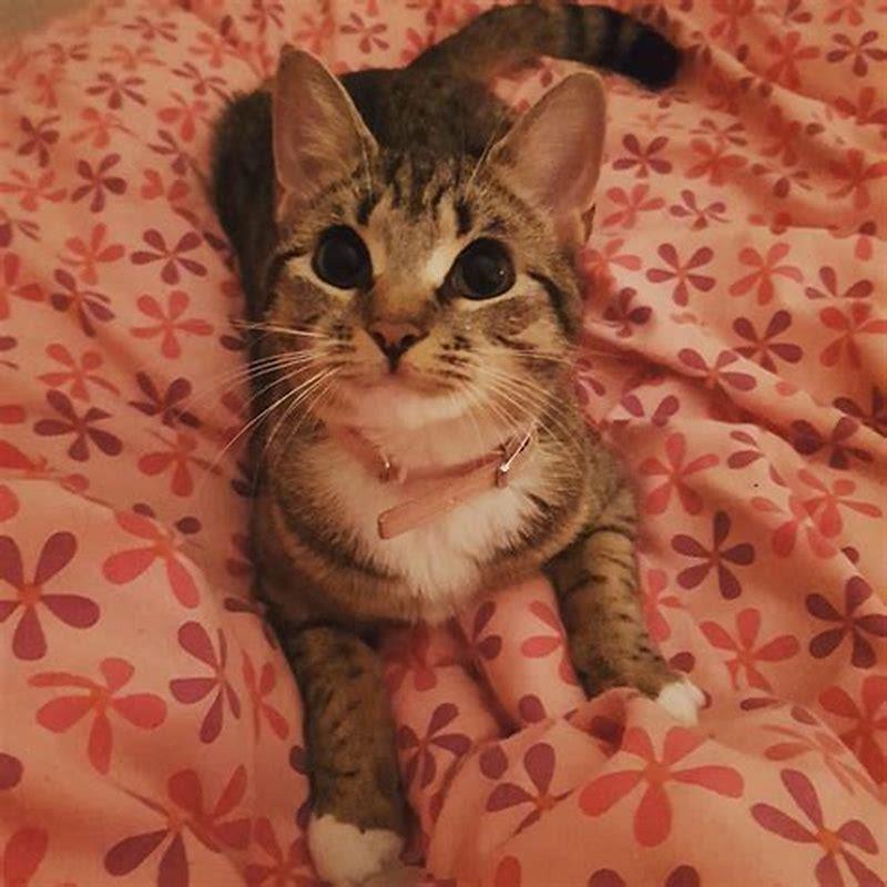 What classifies a cat as a big cat?