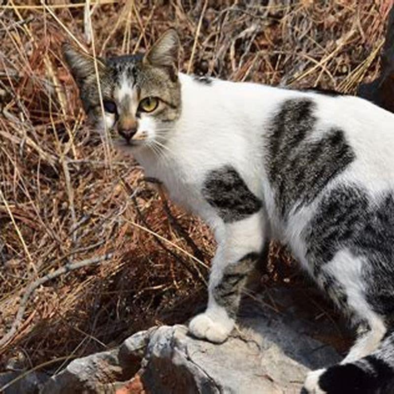 What colors cats Cannot see?