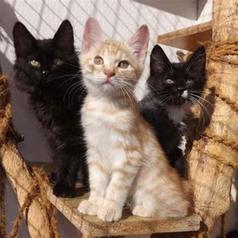 What colors do Maine Coons come in?