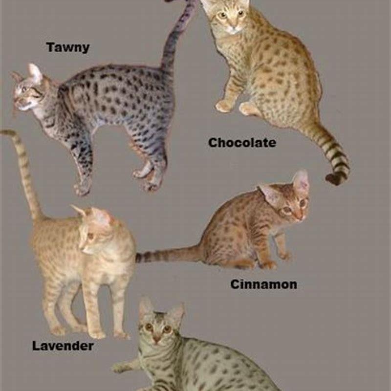 What colors do Ocicats come in?