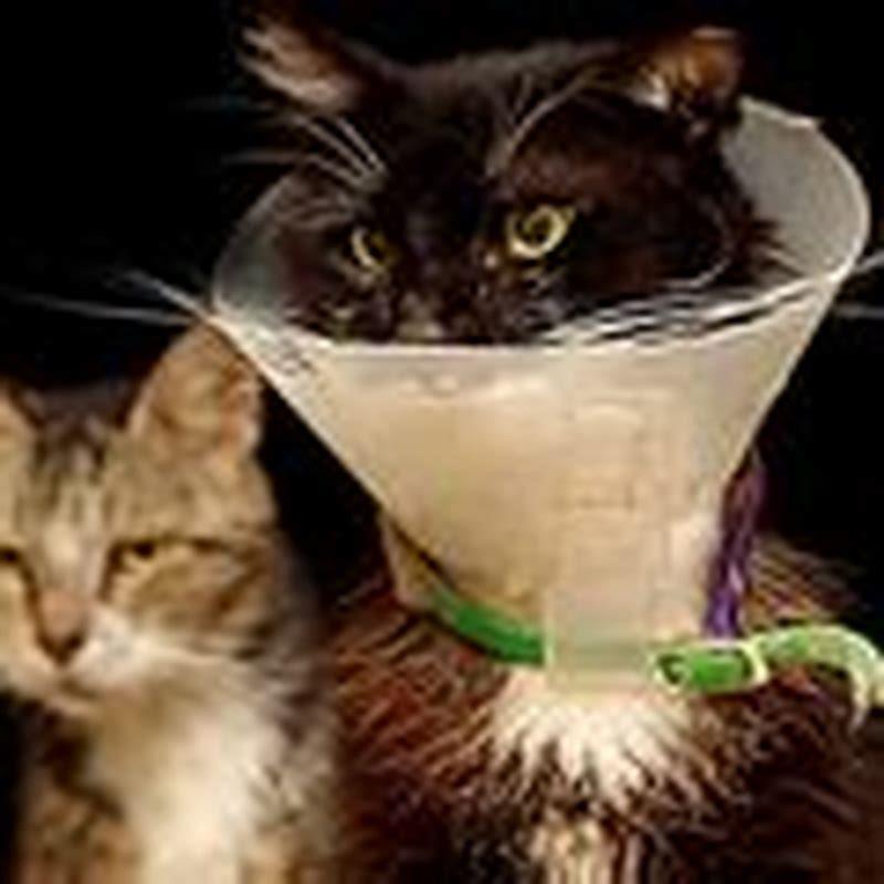 What cream can I put on my cat for itching?