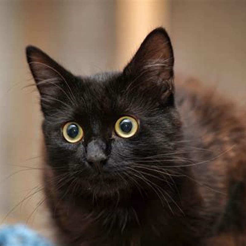 What do Bombay cats like to eat?