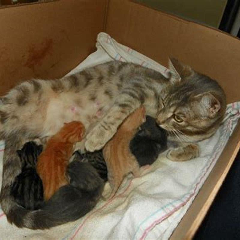 What do cats do around pregnant woman?
