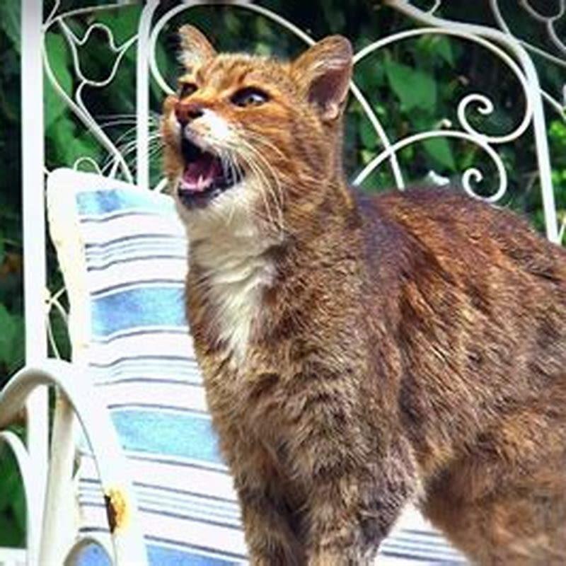 What do cats do when theyre curious?