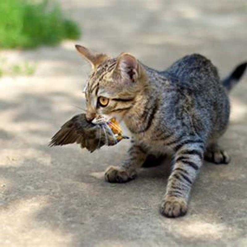 What Do Cats In The Wild Eat DIY Seattle