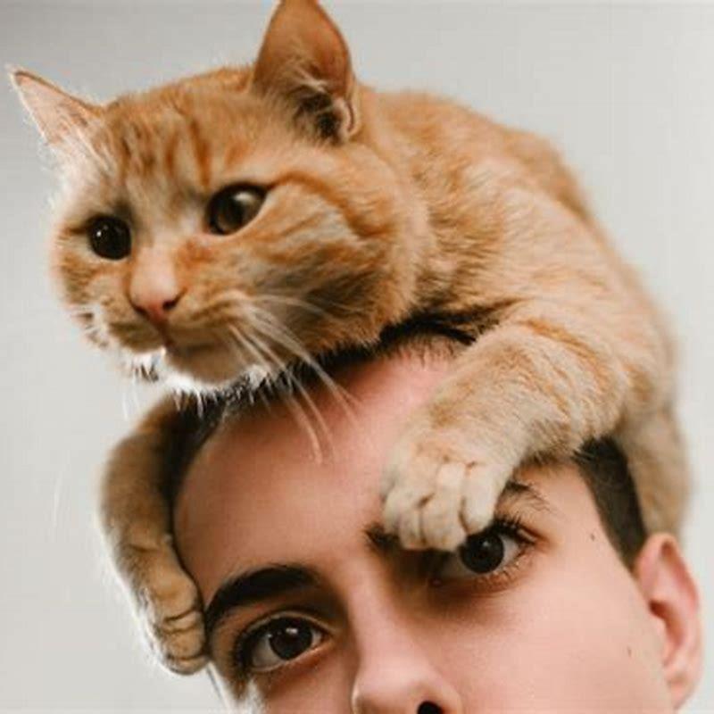 What do cats mean?