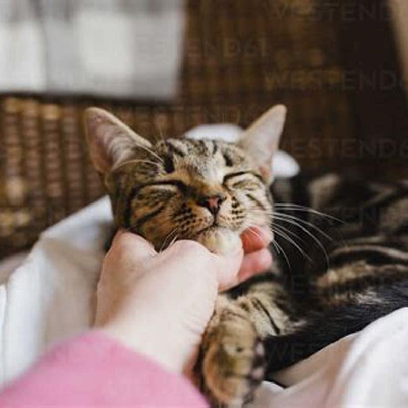 What do I do if my cat doesnt purr?