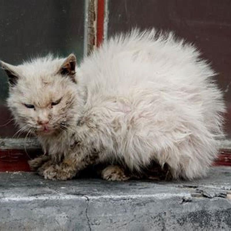What do I do if my cat has pneumonia?