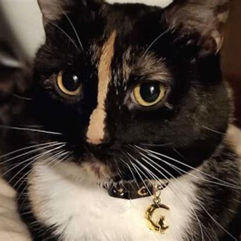 What do I do if my cat hates her collar?