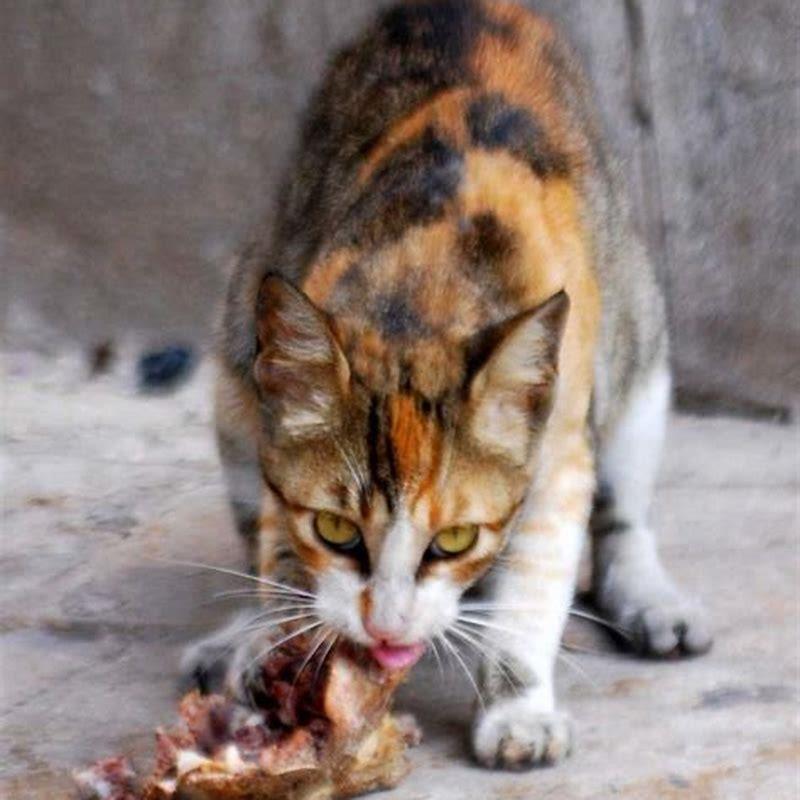 What do Indian stray cats eat?