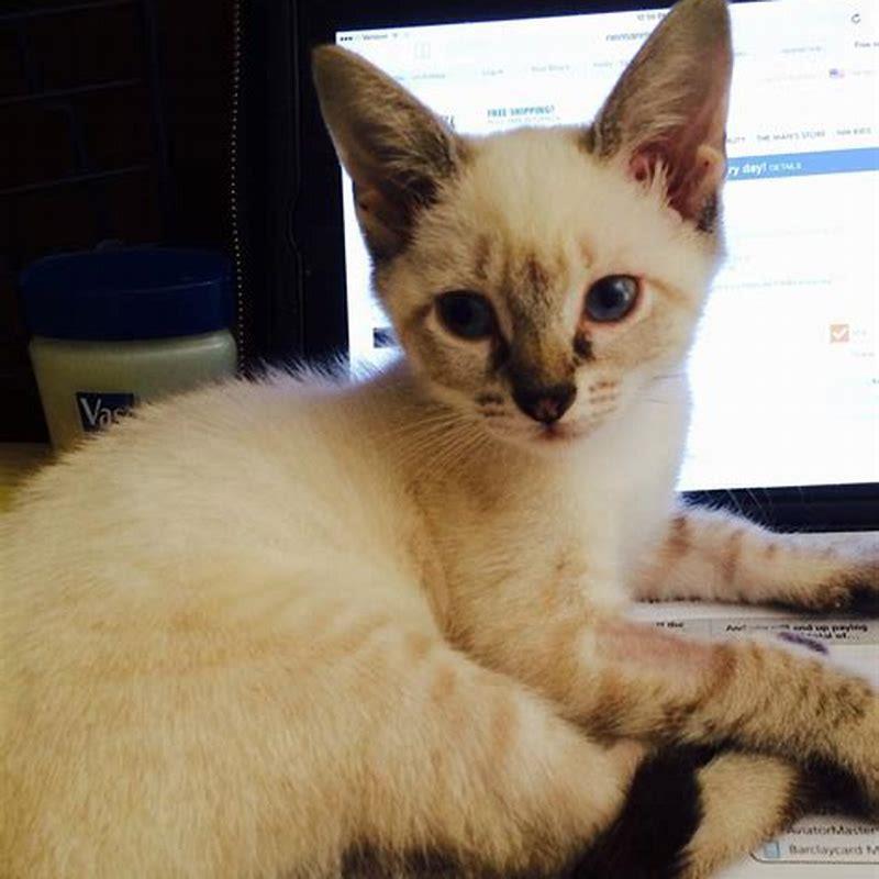 What do true Siamese cats look like?