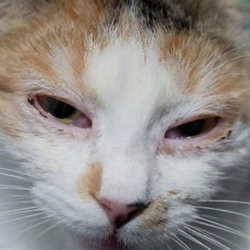 What do vets give cats for conjunctivitis?