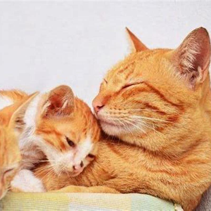 What do you do with cats at night?