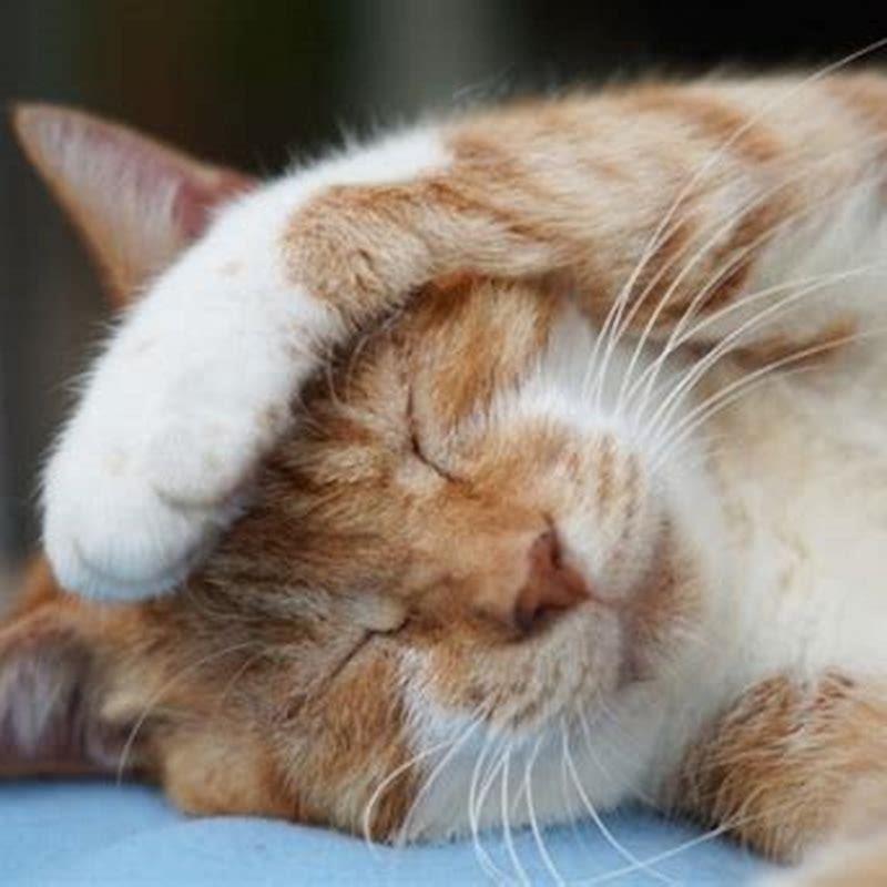 What do you give a cat for a cold?