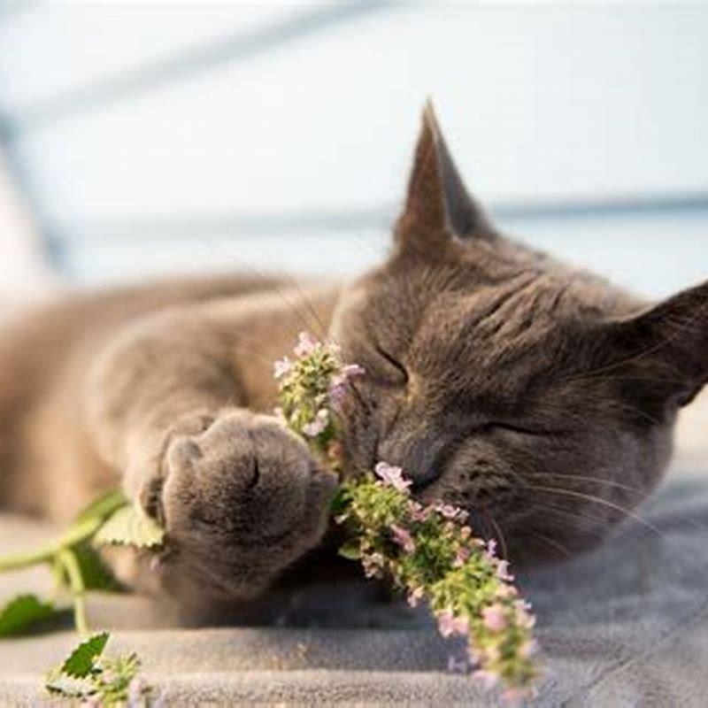 What does catnip do to a cat?