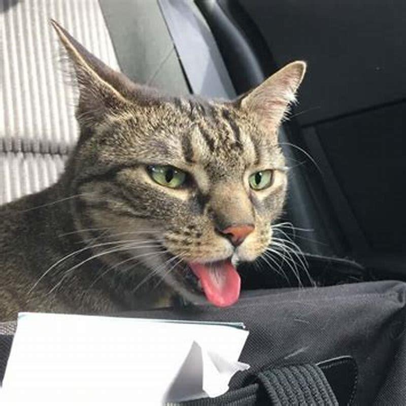 what-does-cats-mean-on-a-car-diy-seattle