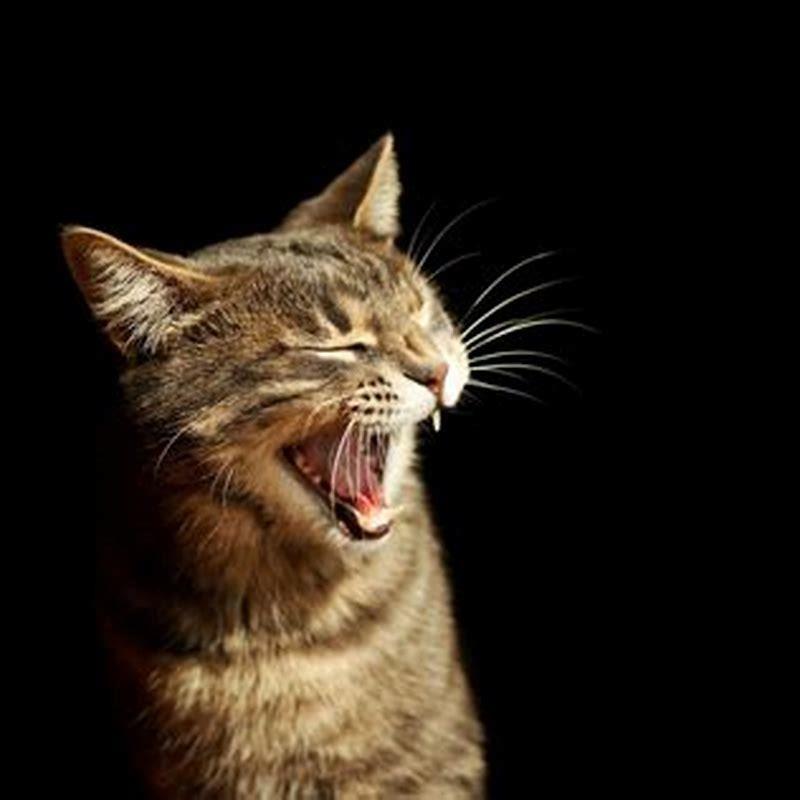 What Does It Mean If A Cat Keeps Running Away DIY Seattle what-does-it-mean-if-a-cat-keeps-running-away-diy-seattle