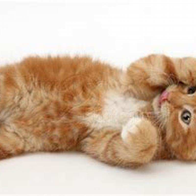 What does it mean if a cat rolls on its back with another cat?