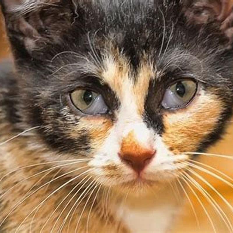 What does it mean if a cats third eyelid is showing?